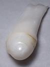 clam pearl 199.45ct with flame for sale