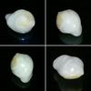 Large Clam Pearl 41 ct 23mm for Sale