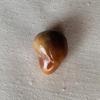Large Drop Brown Conch Pearl 46 carats 23mm