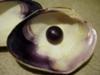Large quahog pearl