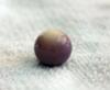 Purple & White Quahog Pearl