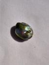 6.5ct abalone pearl