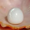 Magnificent Clam Pearl of 22.25 ct