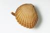 This is a picture of the bivalve genus Neotrigonia which was found alive in the early 1800s. Up until then, scientists had believed the family went extinct.  Jon Augier, Museums Victoria