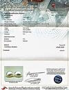 Certificate - Natural Basra Pearl Earrings Light Cream on 18k Gold 
