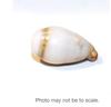 Natural Saltwater Clam Pearl 19 carats