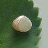 Natural Saltwater Pteria Pearl 3+ ct