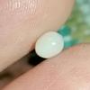 Nearly Half Carat Clam Pearl for Sale Egg Shape