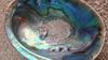 NZ paua pearl find