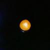 Orange Clam Pearl 1.95 ct for Sale