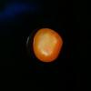 Orange Clam Pearl 5.25 ct for Sale