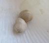 Pair Beige Scallop Pearls Almost 5ct Total