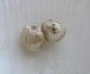 Pair Beige Scallop Pearls Almost 5ct Total