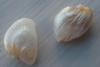 Pair of Natural USA Freshwater Pearls