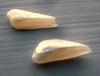 Pair of Natural Wing Pearls from USA