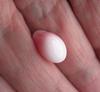 Pastel Pink and White Conch Pearl 8.65 carats