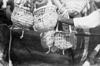 Diver's baskets filled with oysters