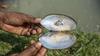 The longer the pearls are left in the mussels, the more the layers form on the nucleus or tissue and the better the pearl quality and lustre. Photo: Noor-A-Alam