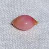 Pink conch Pearl Oval 5.62 carats