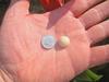 Quahog pearl found in Little Neck Clam