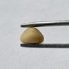 Rare Quahog Pearl Button shape 5mm Light Brown