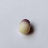Rare quahog Perfect Oval tri-color purple fading to lavender to white