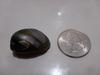 Rounded Teardrop Abalone Pearl 45 Carats