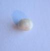 Scallop Pearl Brownish White 5mm