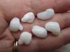 Six Baroque Natural Clam Pearls for Sale 36+ carats Total