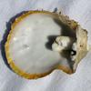 Spondylus Blister Pearl