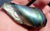 Stunning California Red Abalone Pearl 115 ct Found at Salt Point