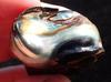 Stunning California Red Abalone Pearl 115 ct Found at Salt Point