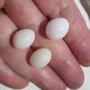 Three Exceptional Egg Shaped Clam Pearls 26+ Carats Total