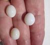 Three Exceptional Egg Shaped Clam Pearls 26+ Carats Total