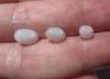 Three Flame Filled Clam Pearls 5+ carats Total Oval Shape