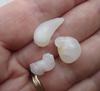 Three Translucent Natural Clam Pearls 23+ carats Total for Sale