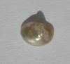 0.25 carat White Cone Shaped Abalone Pearl for Sale