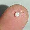 0.3 ct the World's Smallest Clam Pearl