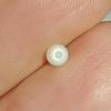 0.3 ct the World's Smallest Clam Pearl