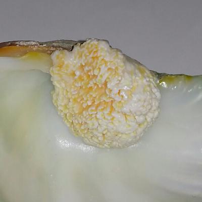 Tridacna Blister Pearl together with its Shell 