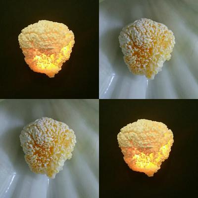 Tridacna Blister Pearl together with its Shell 