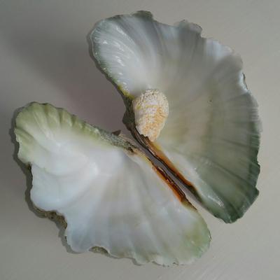 Tridacna Blister Pearl together with its Shell 