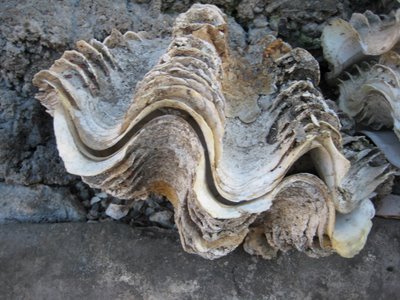 Tridacna Shell