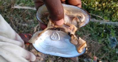 Sujan Hawladar displays a designed pearl, below, which he cultured in his pond in Chapli village of Patuakhali’s Kalapara upazila. Photo: Sohrab Hossain