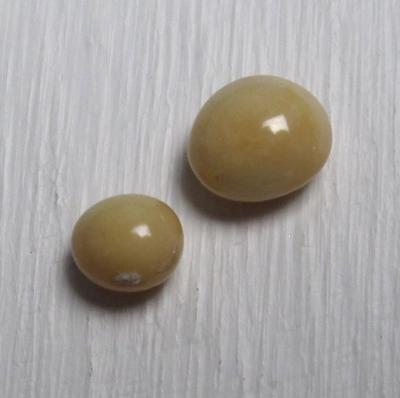 Two Beige Conch Pearls