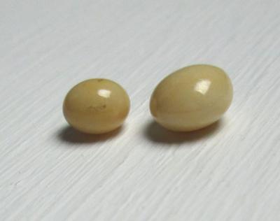 Two Beige Conch Pearls