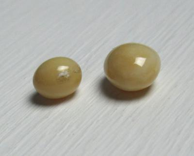 Two Beige Conch Pearls