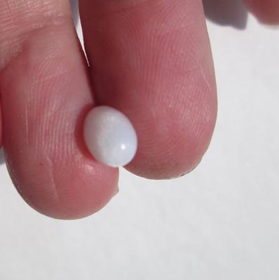 Two Carat Oval Clam Pearl with Silky Flame