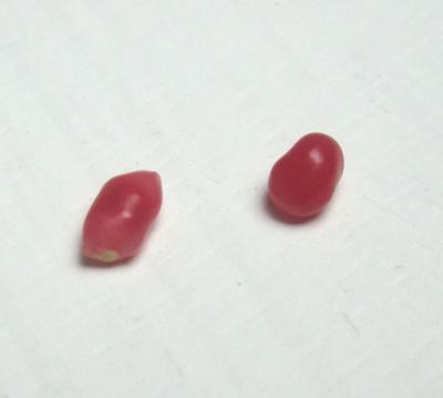 Two Dark Pink Conch Pearls Baroque 4mm and 3mm
