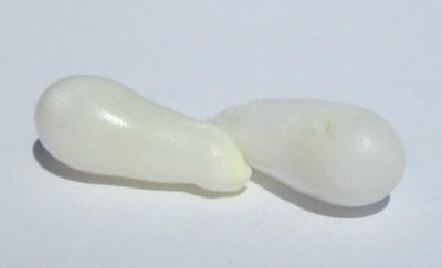 Two Long Drop Shaped Clam Pearls - 10 carats Total for Sale